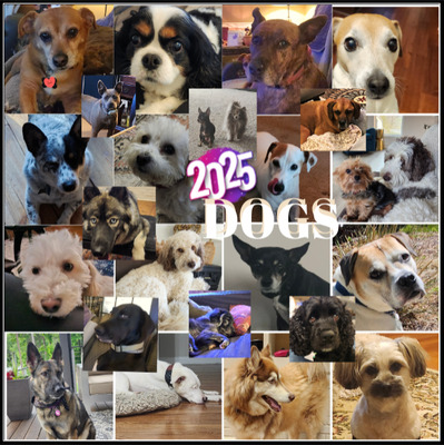 Dogs of 2025